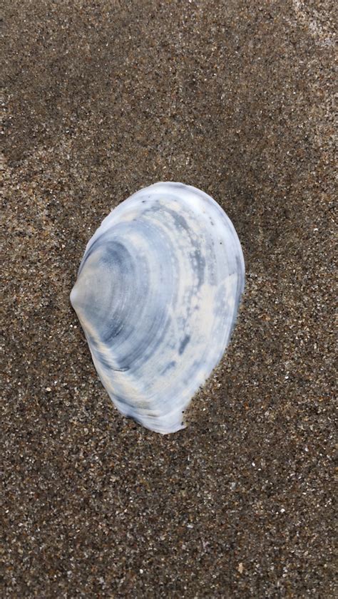 Bent Nosed Clam From Ventura County Us Ca Us On June At