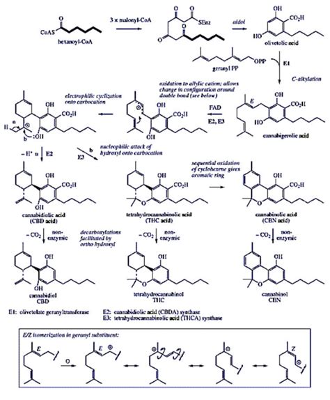 THC - Magiska Molekylers Wiki