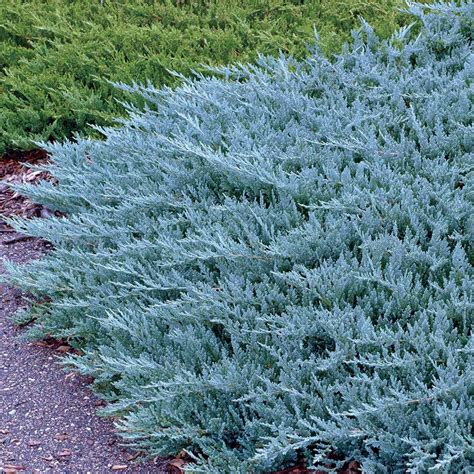 Juniperus Horizontalis Blue Chip Zimbro Rastejante Azul Flores