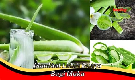 Temukan 5 Manfaat Lidah Buaya Untuk Wajah Yang Jarang Diketahui Biotifor