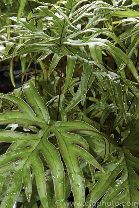 Doryopteris Ludens An Evergreen Fern Native To Tropical East Asia