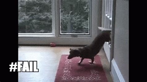 Funny Dog Pictures Gif - Infoupdate.org