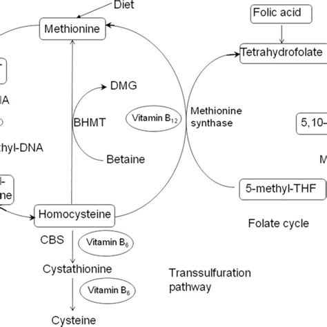 Causes of hyperhomocysteinemia | Download Table