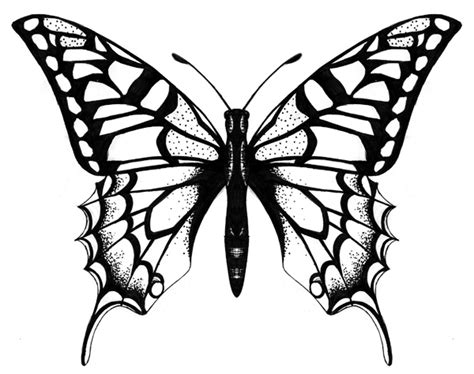 Free Line Drawings Of Butterflies Download Free Line Drawings Of