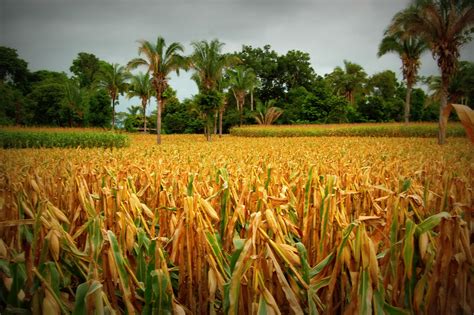 Semilla Nueva Guatemala Corn Corn The Magical Grain