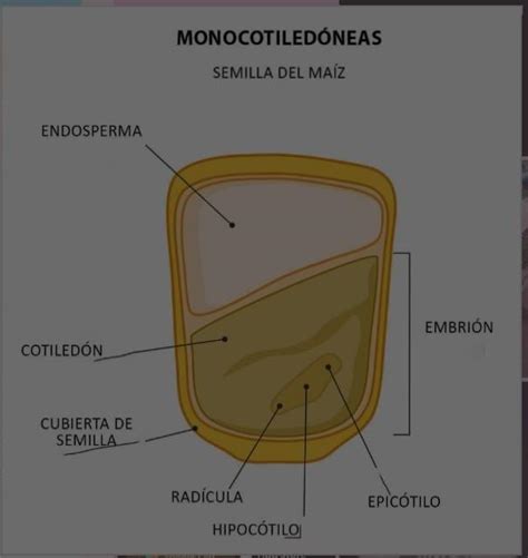 Semilla Monocotiled Nea