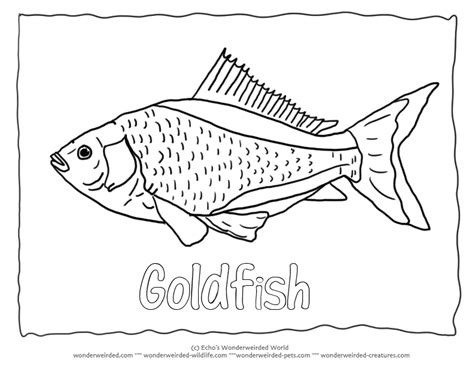 Simple Fish Outline - Coloring Home