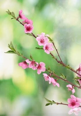 Kroppskudde Vackra rosa persika blomma på grön bakgrund PIXERS SE