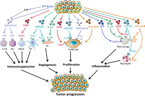 Damage Associated Molecular Patterns In Cancer A Double Edged Sword