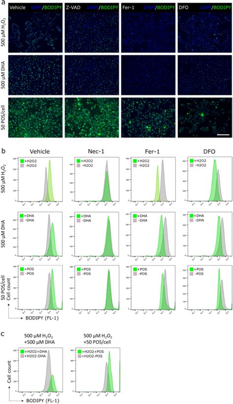 Oxidative Stress And Docosahexaenoic Acid Injury Lead To Increased