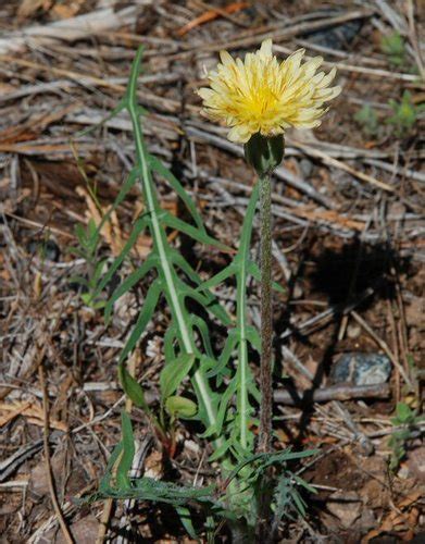 Spearleaf Agoseris Northern Tehachapi Mountains Flora · Inaturalist