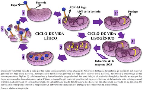 Bacteriófagos Y Endolisinas En La Industria Alimentaria