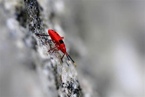 Where Do Insects Go During Winter In Quebec