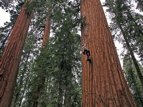 Top Biggest Trees In The World