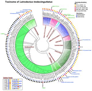 Latrodectus tredecimguttatus clipart 20 free Cliparts | Download images ...