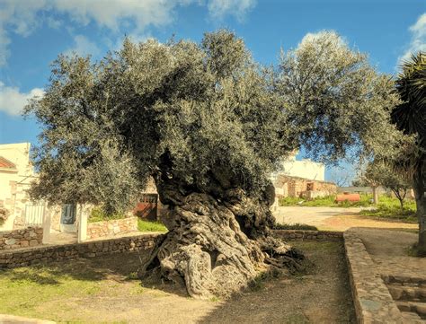 The Oldest Olive Tree In The World Mia Elia