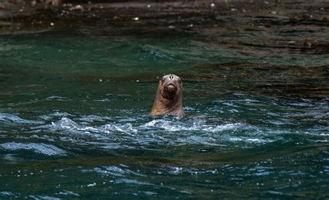 Misterio En El Mar Caspio Aparecieron 1700 Focas Muertas En La Costa