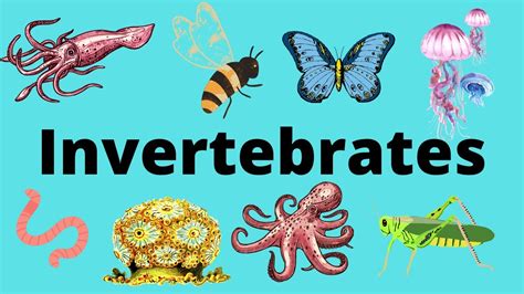 Examples Of Invertebrates