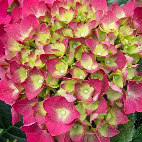 Гортензия крупнолистная Ред Энджел (Hydrangea macrophylla Red Angel ...