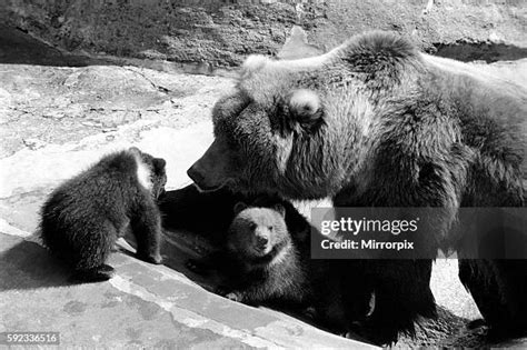 Kodiak Bear Cubs Photos and Premium High Res Pictures - Getty Images