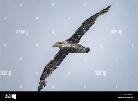 A Southern Giant Petrel Macronectes Giganteus Flying Antarctica