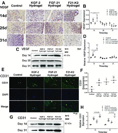 Protein Expression Of Vegf And Cd31 Measured With Immunostaining And Download Scientific