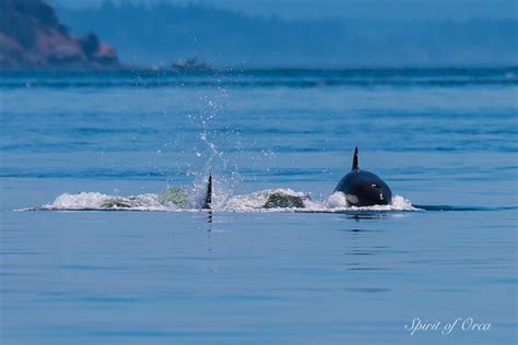 Three Pods of Orca - & Two Humpback Whales - Spirit of Orca