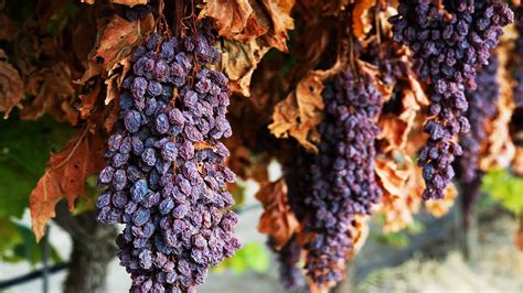 How To Make Dry Grape Raisin Making Processing Raisin Factory Youtube