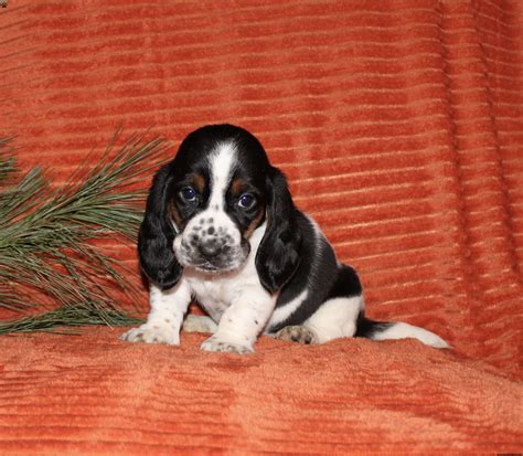 Sasha - Basset Hound Puppy For Sale in Pennsylvania