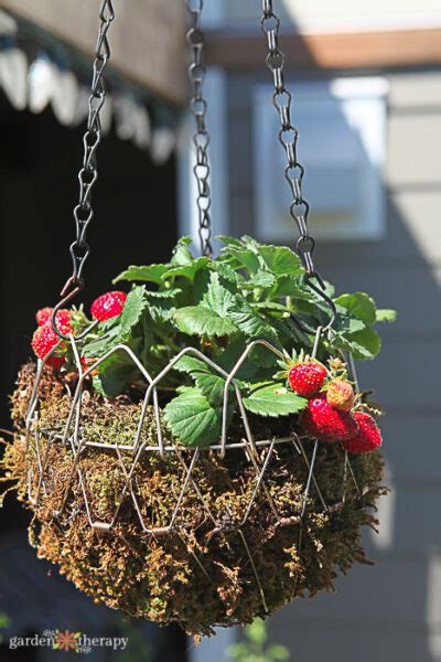 Growing Strawberries Everything You Need To Know Garden Therapy