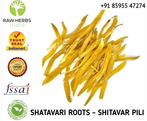 Dry Shatavari Root Yellow Sitawar Jad Pili Asparagus Racemosus At