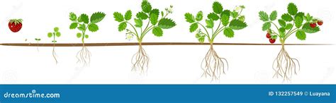 Life Cycle Of Strawberry