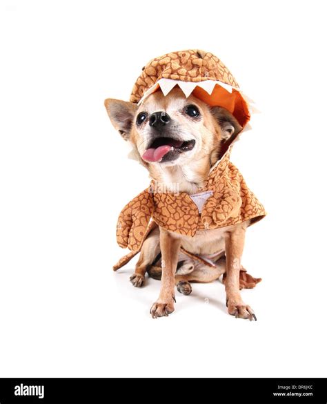 cute chihuahua with a costume on Stock Photo - Alamy