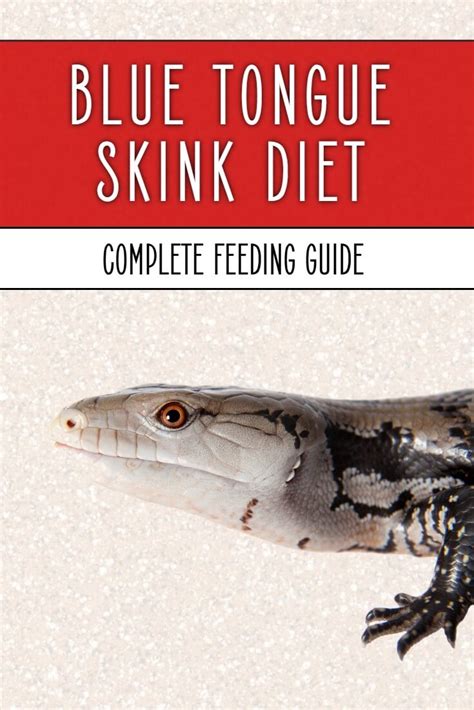 Blue Tongue Skink Diet | Keeping Exotic Pets