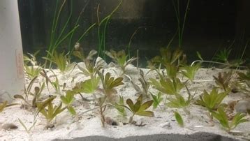 Star Grass 6 Plants(Halophila engelmannii) - FloridaPets.com