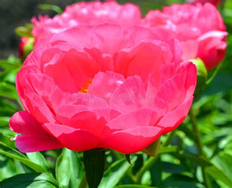 The Peony Stock Photo Image Of America Native Paeonia 94986816