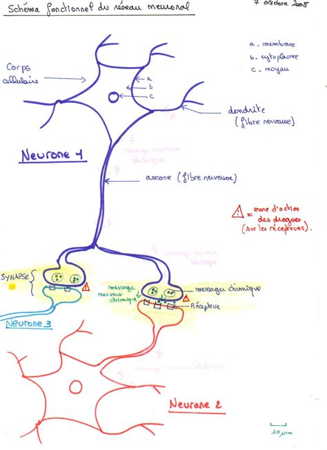 Neurone Vive Les Svt