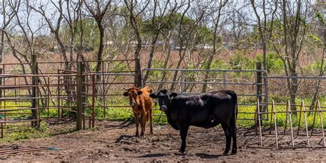 Texas Longhorn Cows Cattle - Free photo on Pixabay - Pixabay