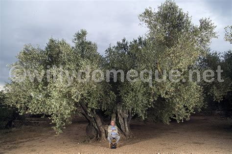 El Olivar Noticias Del Aceite De Oliva La Diputaci N De Castell N