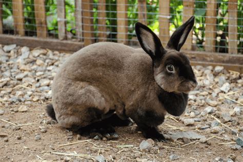 Mini Rex Rabbit Size Color Temperament Behavior