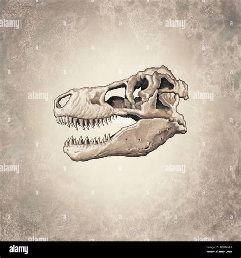 Tyrannosaurus Rex Skull Stock Photo - Alamy