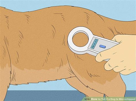 how to tell if a dog is chipped