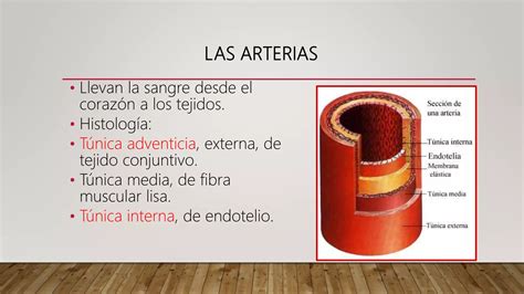 Sistema Cardiovascular Anatomia Topografica Ppt