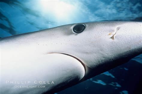 Blue Shark Eye to Eye – Natural History Photography Blog