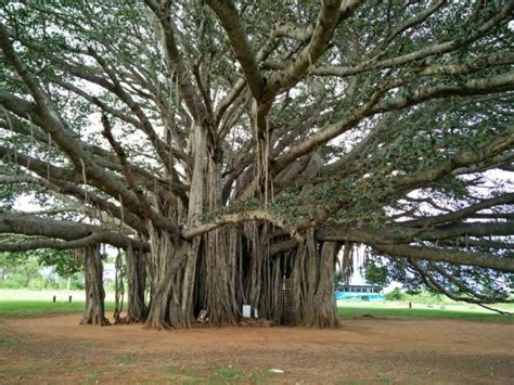 1,900+ Banyan Tree India Stock Photos, Pictures & Royalty-Free Images ...