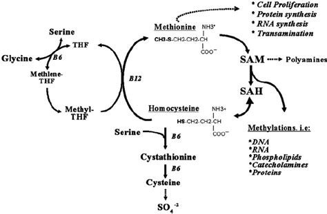 Pathways Of Homocysteine And Methionine Metabolism In Cells