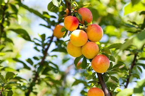 arbol de cerezo foto premium