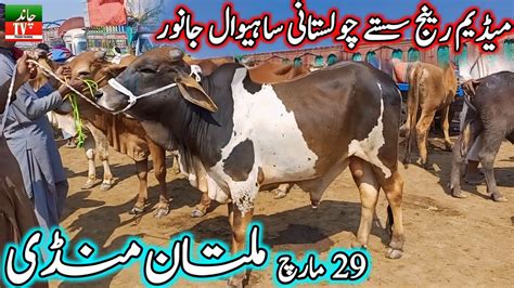 Multan Mandi Medium Range Janwar Update Today Multan Cow