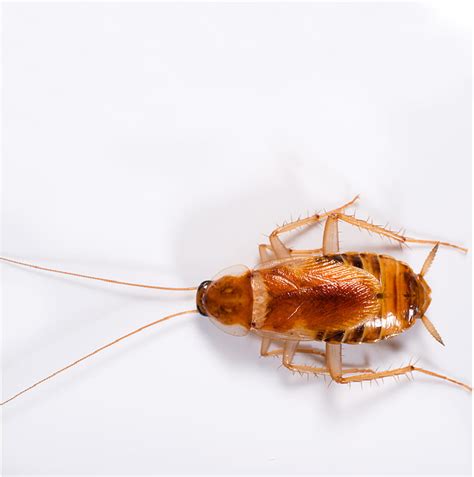 Brown Banded Cockroach