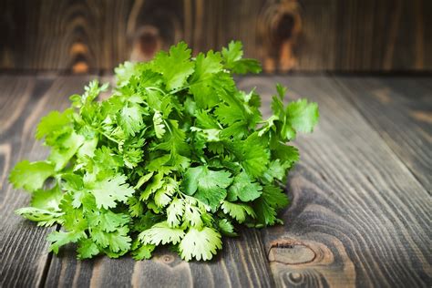 Coriander Leaves Aka Cilantro Deliciously Indian